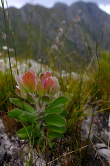 Leucospermum winteri