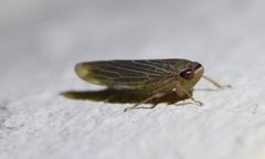 Chlorotettix necopinus