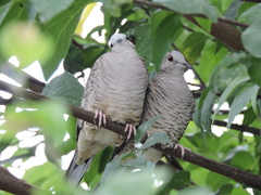 Columbina inca