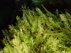 Plagiothecium succulentum