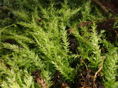 Plagiothecium succulentum