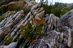 Leucospermum winteri