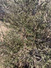 Adenostoma fasciculatum