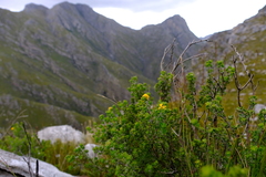 Aspalathus securifolia