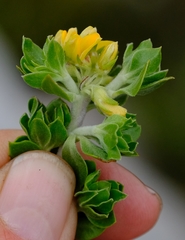 Aspalathus securifolia