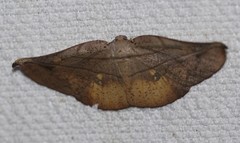 Xenomusa metallica