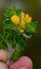 Aspalathus securifolia