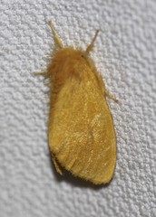 Euproctis crocea