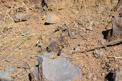 Chioninia fogoensis