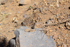 Chioninia fogoensis
