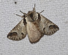 Antithemerastis acrobela
