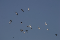 Columba livia domestica