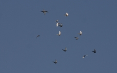 Columba livia domestica