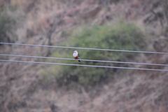 Halcyon leucocephala acteon