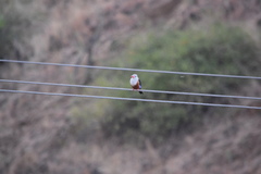 Halcyon leucocephala acteon