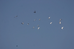 Columba livia domestica