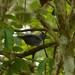 Bamboo Antshrike - Photo (c) Edson Guilherme, some rights reserved (CC BY-NC), uploaded by Edson Guilherme