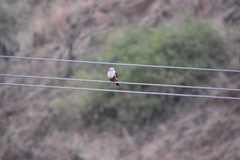 Halcyon leucocephala acteon