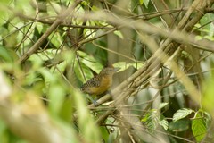 Cymbilaimus sanctaemariae