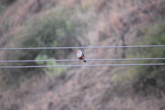 Halcyon leucocephala acteon