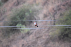Halcyon leucocephala acteon