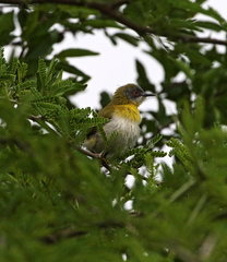 Apalis flavida florisuga