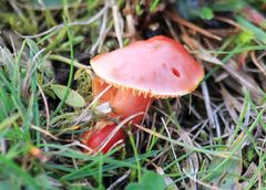 Hygrocybe coccinea
