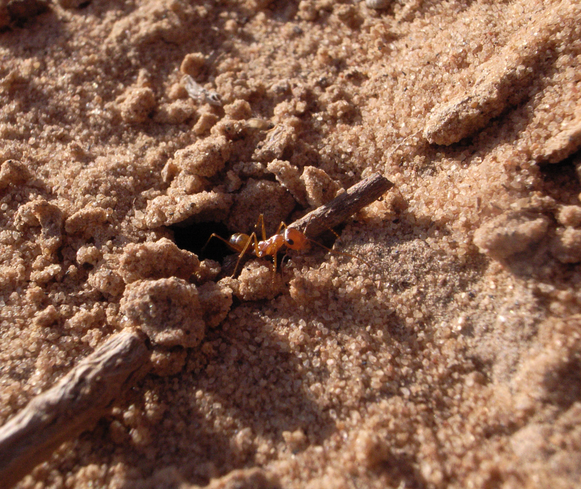 Cataglyphis livida