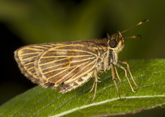 Callimormus radiola radiola