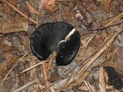 Enterolobium