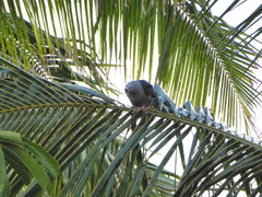 Ducula pacifica