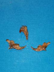 Muscardinus avellanarius