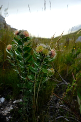 Leucospermum winteri