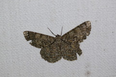Amblychia subrubida
