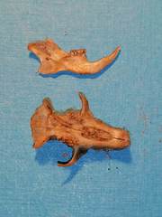 Apodemus flavicollis