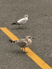 Larus delawarensis