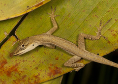 Anolis zeus
