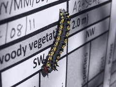 Loxostege albiceralis