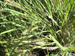 Carex subdola