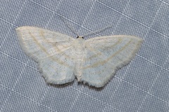 Scopula quadrilineata