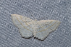 Scopula quadrilineata