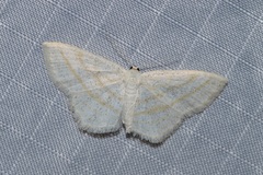 Scopula quadrilineata