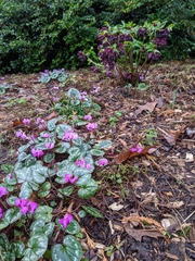 Cyclamen