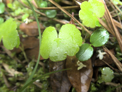 Hydrocotyle pterocarpa