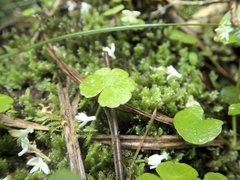 Hydrocotyle pterocarpa