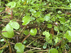 Hydrocotyle pterocarpa