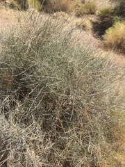 Ephedra nevadensis