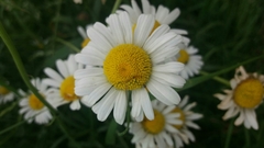 Leucanthemum vulgare