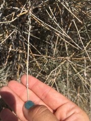 Ephedra nevadensis