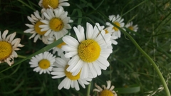 Leucanthemum vulgare